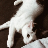 Tekir Kedi, Kedi  TEKİR KEDİ ERKEK BONCUK fotoğrafı