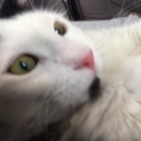 Tekir Kedi, Kedi  TEKİR KEDİ ERKEK BONCUK fotoğrafı