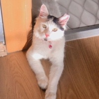 Tekir Kedi, Kedi  TEKİR KEDİ ERKEK BONCUK fotoğrafı