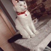 Tekir Kedi, Kedi  TEKİR KEDİ ERKEK BONCUK fotoğrafı