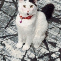 Tekir Kedi, Kedi  TEKİR KEDİ ERKEK BONCUK fotoğrafı