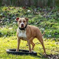 Amerikan Pitbull Terrier, Köpek  Misha fotoğrafı