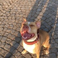 Amerikan Pitbull Terrier, Köpek  Misha fotoğrafı