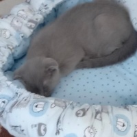 Scottish Fold, Kedi  Gölge fotoğrafı