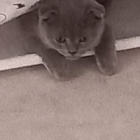 Scottish Fold, Kedi  Gölge fotoğrafı