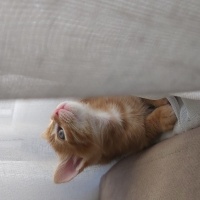 Sarman, Kedi  BAL fotoğrafı