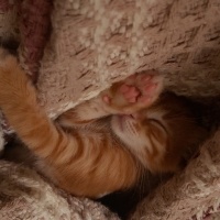 Sarman, Kedi  BAL fotoğrafı
