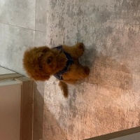 Poodle(Standart Kaniş), Köpek  Helly fotoğrafı