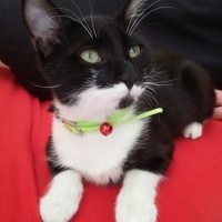 York Chocolate, Kedi  Şapşik fotoğrafı