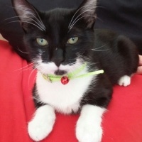 York Chocolate, Kedi  Şapşik fotoğrafı