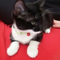 York Chocolate, Kedi  Şapşik fotoğrafı