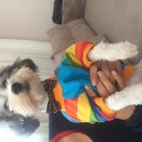 Maltese, Köpek  Maya fotoğrafı