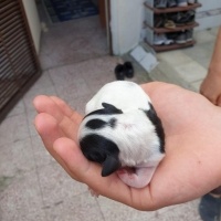 Maltese, Köpek  Maya fotoğrafı