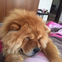 Chow Chow (çin Aslanı), Köpek  zeus fotoğrafı