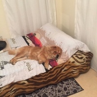 Chow Chow (çin Aslanı), Köpek  zeus fotoğrafı