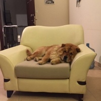Chow Chow (çin Aslanı), Köpek  zeus fotoğrafı