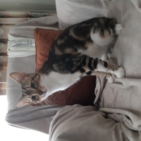 Tekir Kedi, Kedi  Paşa fotoğrafı