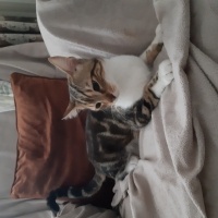 Tekir Kedi, Kedi  Paşa fotoğrafı