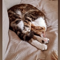 Tekir Kedi, Kedi  Paşa fotoğrafı