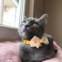 Tekir Kedi, Kedi  Mırmırsu fotoğrafı