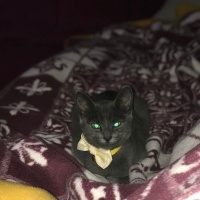 Tekir Kedi, Kedi  Mırmırsu fotoğrafı