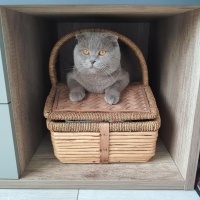 Scottish Fold, Kedi  Floki Red Stark fotoğrafı