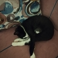 Chinchilla, Kedi  Gölge fotoğrafı