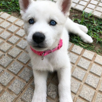 Sibirya Kurdu (Husky), Köpek  Pamuk fotoğrafı