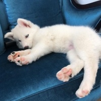 Sibirya Kurdu (Husky), Köpek  Pamuk fotoğrafı