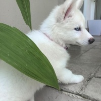 Sibirya Kurdu (Husky), Köpek  Pamuk fotoğrafı