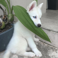 Sibirya Kurdu (Husky), Köpek  Pamuk fotoğrafı