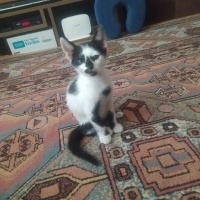 Tekir Kedi, Kedi  Tekir fotoğrafı