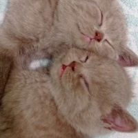 British Shorthair, Kedi  Miya fotoğrafı