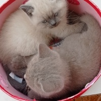 British Shorthair, Kedi  Miya fotoğrafı