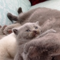 British Shorthair, Kedi  Miya fotoğrafı