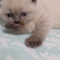 British Shorthair, Kedi  Miya fotoğrafı