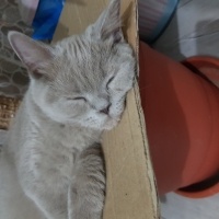 British Shorthair, Kedi  Balım fotoğrafı