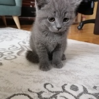 British Shorthair, Kedi  duman fotoğrafı