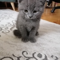 British Shorthair, Kedi  duman fotoğrafı