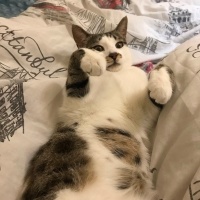 Tekir Kedi, Kedi  Paşa fotoğrafı