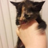 Tekir Kedi, Kedi  limon fotoğrafı