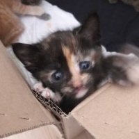 Tekir Kedi, Kedi  limon fotoğrafı