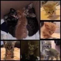 Tekir Kedi, Kedi  limon fotoğrafı