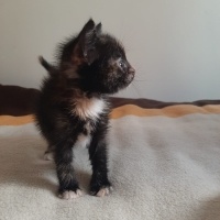 Tekir Kedi, Kedi  limon fotoğrafı