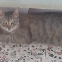 Tekir Kedi, Kedi  Luna fotoğrafı