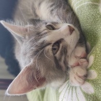 Tekir Kedi, Kedi  Pamuk fotoğrafı