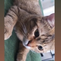 Tekir Kedi, Kedi  Boncuk fotoğrafı