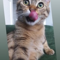 Tekir Kedi, Kedi  Boncuk fotoğrafı