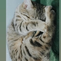 Tekir Kedi, Kedi  Boncuk fotoğrafı