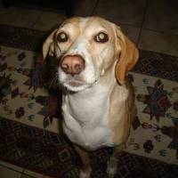 Labrador Retriever, Köpek  Köpük fotoğrafı